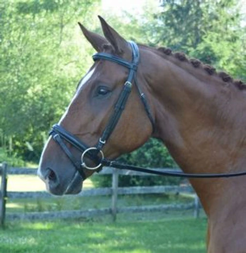 Black Oak Juniper Snaffle Bridle - Image 3