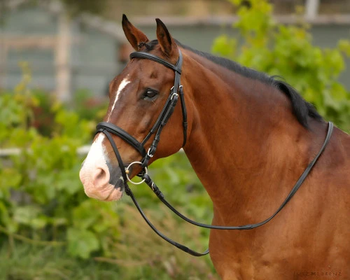 Bobby's English Tack Padded Snaffle Bridle - Image 3