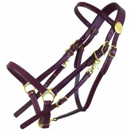 Tucker Standard Halter Bridle