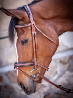 PÉNÉLOPE Pénélope US Bridle